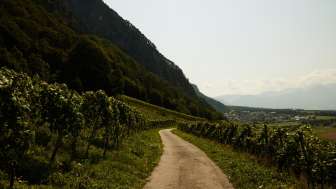 Weinreben