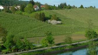Vins de Horbe Vins de Horbe