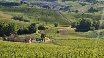 Weinreben
