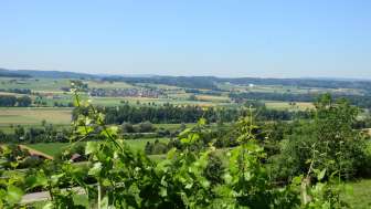 Uesslingen Kunst und Wein am Iselisberg 1 (1)