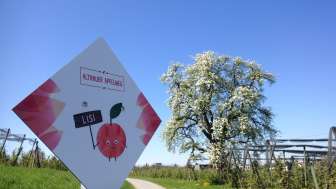 Sentier des pommes d'Altnau