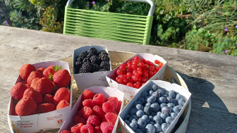 Baies et glaces Wieland