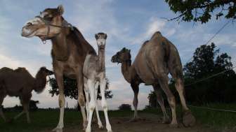 Ferme aux chameaux d'Olmerswil