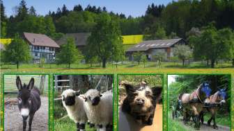 Location de vacances Cheval et âne Grünegg