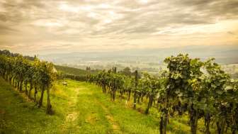 Art & vin sur l'Iselisberg